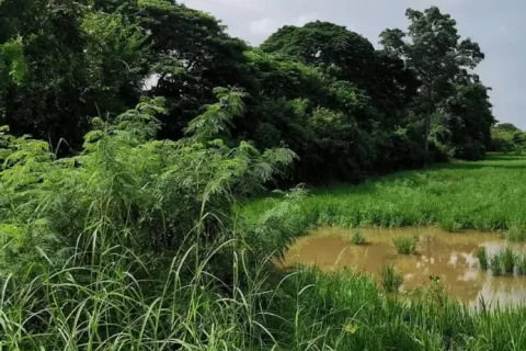 Land in Saraburi, Thailand 3200 sq.m. № 159550 - photo 8