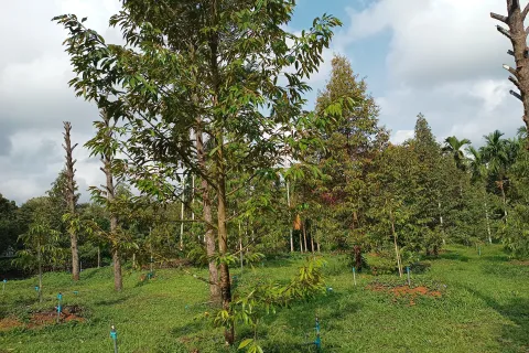 Terrain à Chanthaburi, Thaïlande 4800 m2 № 170835 - photo 6