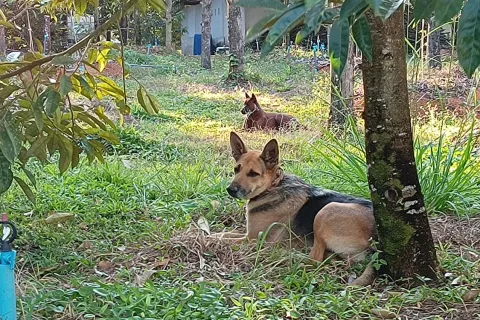 Terrain à Chanthaburi, Thaïlande 4800 m2 № 170835 - photo 20