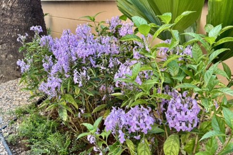 Maison à Chiang Mai, Thaïlande 5 chambres № 167259 - photo 19