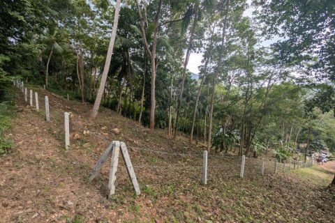 Земельный участок в Самуи, Таиланд 1869м2  № 141000