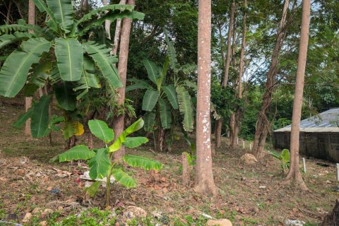 Земельный участок в Самуи, Таиланд 1869м2  № 141000 - фото 2