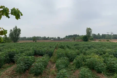 Land in Surin, Thailand 7824 sq.m. № 156629