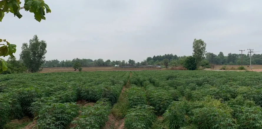 Land in Surin, Thailand 7824 sq.m. № 156629