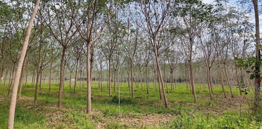 Land in Sadao, Thailand 40392 sq.m. № 163215