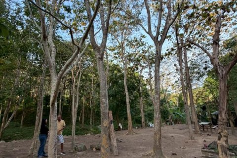 Земельный участок в Самуи, Таиланд 20800м2  № 164244