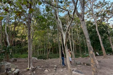 Land in Ko Samui, Thailand 20800 sq.m. № 164244 - photo 7