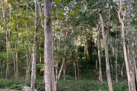 Land in Ko Samui, Thailand 20800 sq.m. № 164244 - photo 2