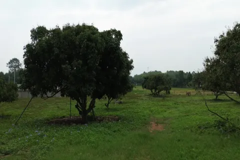 Land in Chiang Mai, Thailand № 162780 - photo 5