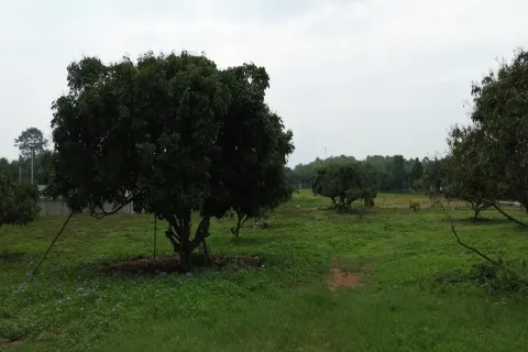 Terrain à Chiang Mai, Thaïlande № 162780 - photo 5