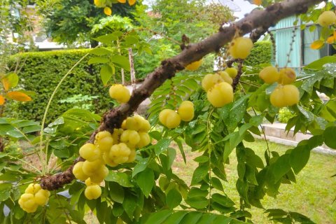 Дом в Банг Кхун Тхиане, Бангкок, Таиланд с 4 спальнями  № 147117 - фото 26
