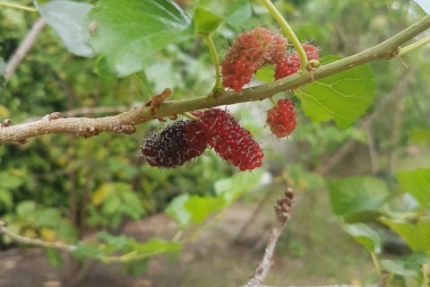 Дом в Банг Кхун Тхиане, Бангкок, Таиланд с 4 спальнями  № 147117 - фото 27