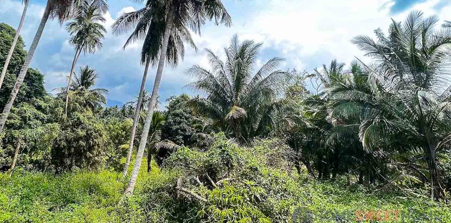 Land in Narathiwat, Thailand 36800 sq.m. № 180204