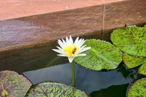 Villa in Hua Hin, Thailand 4 bedrooms № 169062 - photo 14