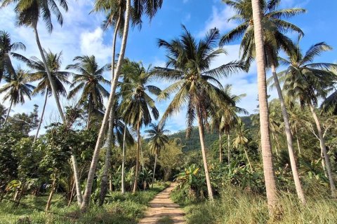 Земельный участок в Самуи, Таиланд 2400м2  № 170571 - фото 8