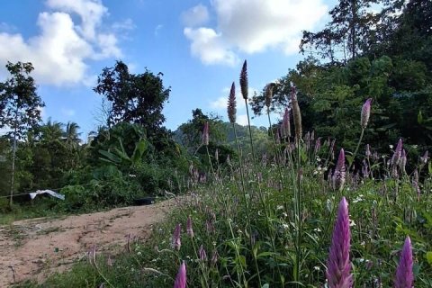Земельный участок в Самуи, Таиланд 2400м2  № 170571 - фото 12