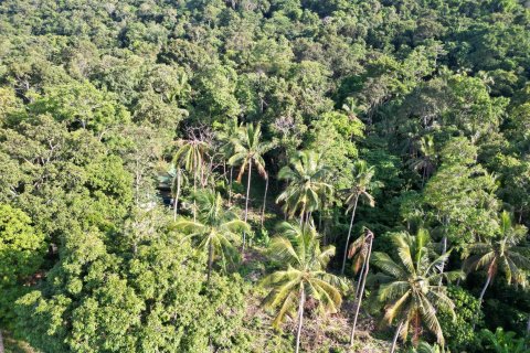 Terrain à Ko Samui, Thaïlande 1600 m2 № 162163 - photo 2