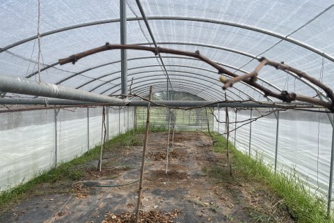 Land in Ubon Ratchathani, Thailand 27200 sq.m. № 149282 - photo 3