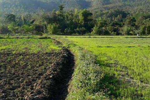 Land in Chiang Mai, Thailand № 162825 - photo 3