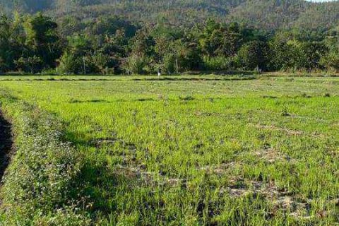 Terrain à Chiang Mai, Thaïlande № 162825