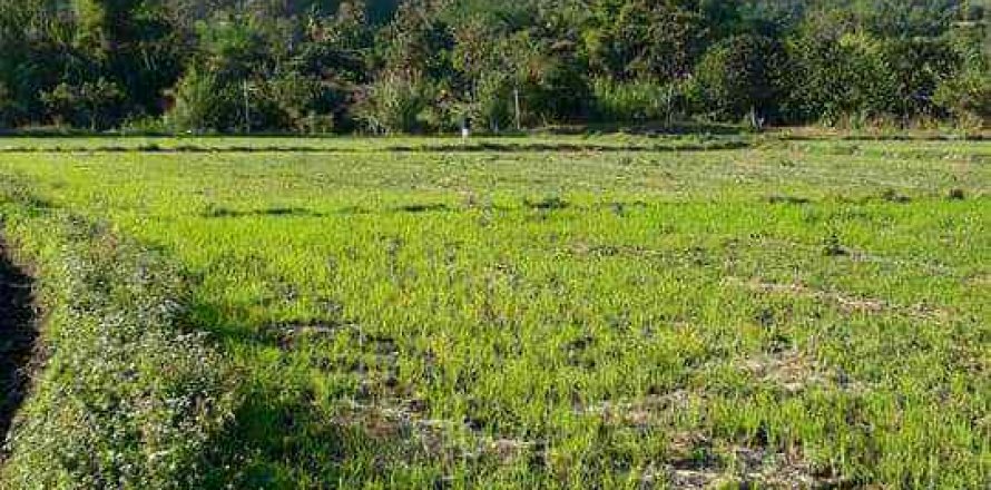 Terrain à Chiang Mai, Thaïlande № 162825