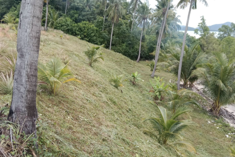 Terrain à Phang Nga, Thaïlande 14141 m2 № 154854 - photo 10