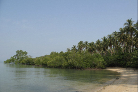 Terrain à Phang Nga, Thaïlande 14141 m2 № 154854 - photo 2