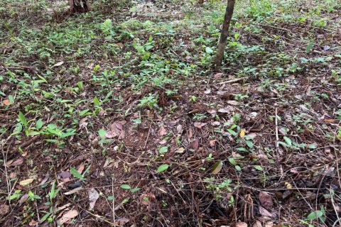 Земельный участок в Пхукете, Таиланд 9600м2 № 142742 - фото 5