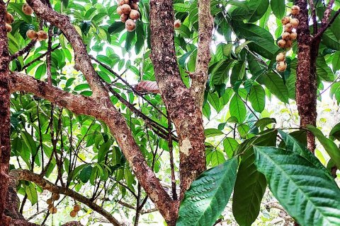 Земельный участок в Клаенге, Таиланд 320000м2  № 151924 - фото 30