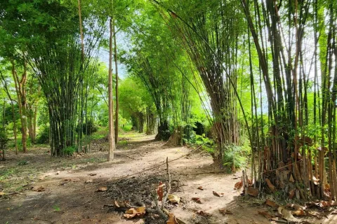 Земельный участок в Пхитсанулоке, Таиланд 32000м2  № 148746 - фото 2