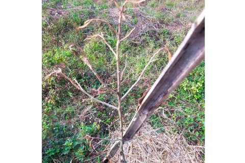 Земельный участок в Чианграе, Таиланд 36800м2 № 172021 - фото 14