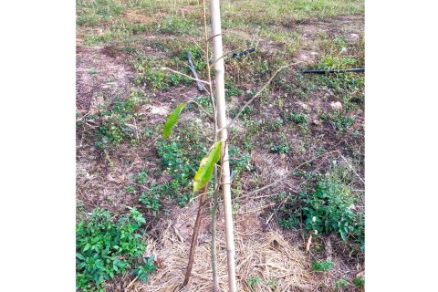 Земельный участок в Чианграе, Таиланд 36800м2 № 172021 - фото 17