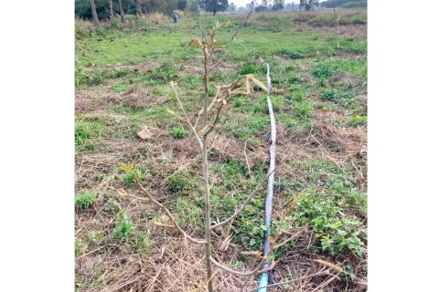 Земельный участок в Чианграе, Таиланд 36800м2 № 172021 - фото 13