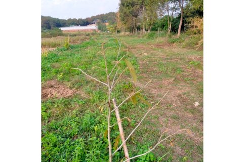Земельный участок в Чианграе, Таиланд 36800м2 № 172021 - фото 12