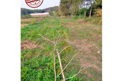 Земельный участок в Чианграе, Таиланд 36800м2 № 172021 - фото 11