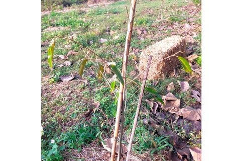 Земельный участок в Чианграе, Таиланд 36800м2 № 172021 - фото 15