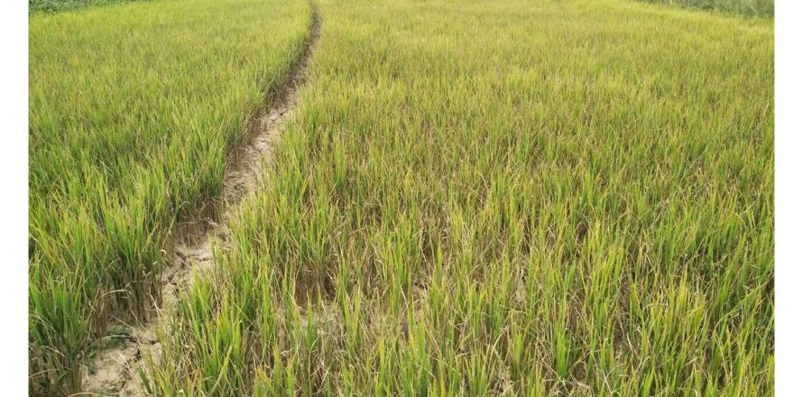 Земельный участок в Чианграе, Таиланд 36800м2 № 172021