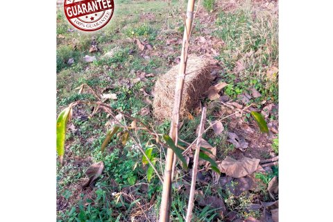 Земельный участок в Чианграе, Таиланд 36800м2 № 172021 - фото 10