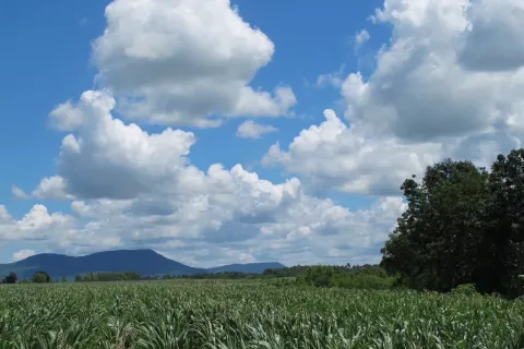 Terrain à Pak Chong, Thaïlande 8000 m2 № 149171 - photo 5