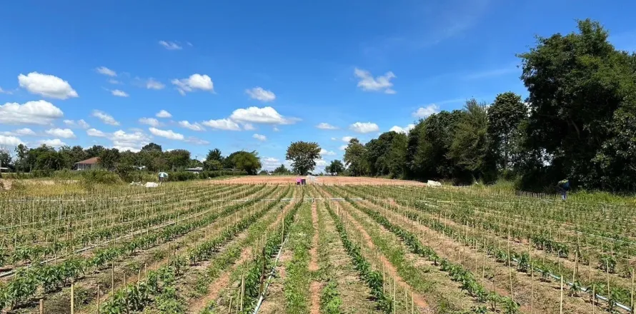 Land in Udon Thani, Thailand 10164 sq.m. № 159564