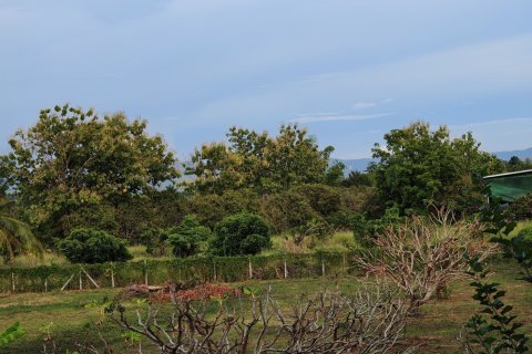 Land in Lamphun, Thailand 19200 sq.m. № 169458 - photo 8