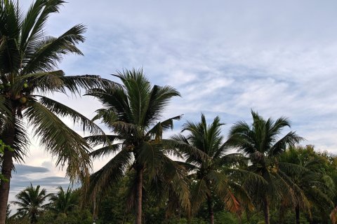 Land in Lamphun, Thailand 19200 sq.m. № 169458 - photo 7