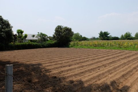 Земельный участок в Чиангмае, Таиланд  № 162492 - фото 5