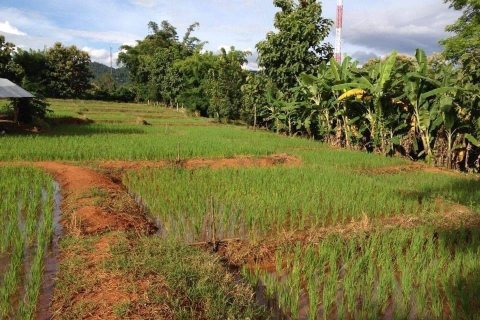 Земельный участок в Чиангмае, Таиланд  № 162491 - фото 5