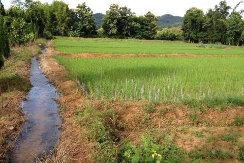 Земельный участок в Чиангмае, Таиланд  № 162491 - фото 4