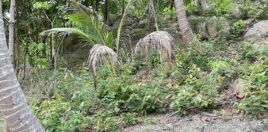 Земельный участок в Сураттхани, Таиланд № 115708