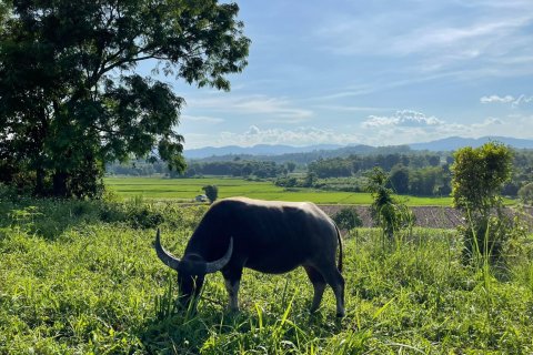 Land in Mae Chan, Thailand 5520 sq.m. № 164162 - photo 5