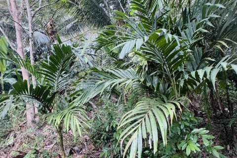 Terrain à Ko Samui, Thaïlande 12800 m2 № 156868 - photo 4