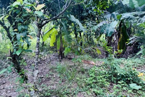 Terrain à Ko Samui, Thaïlande 12800 m2 № 156868 - photo 3