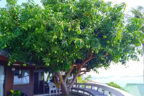 Villa in Ko Samui, Thailand 3 bedrooms № 154208 - photo 12